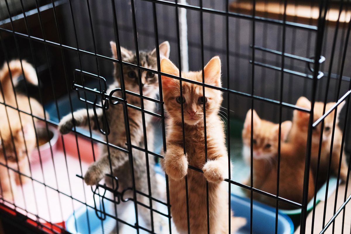 2-3 month old red kittens are sitting in a cage in an animal shelter and waiting for their owners, the animals are sad in the enclosure