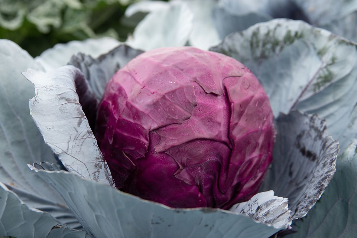 Red,Cabbage,Grows,In,A,Field,In,A,Garden,Bed