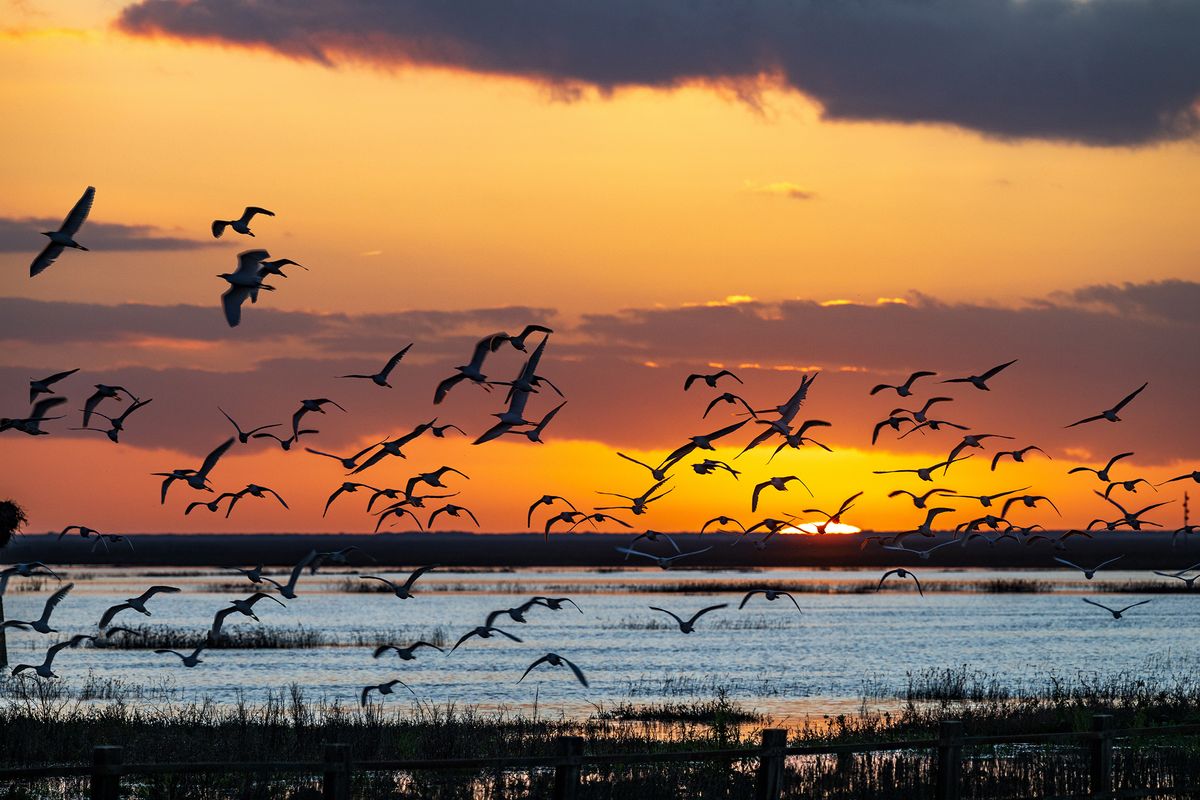 Cattle,Egrets,Flying,At,Sunset,Over,Wetlands,In,Dońana,National