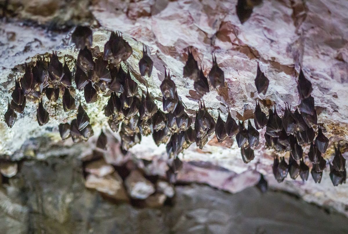 Patkósorrú denevérek