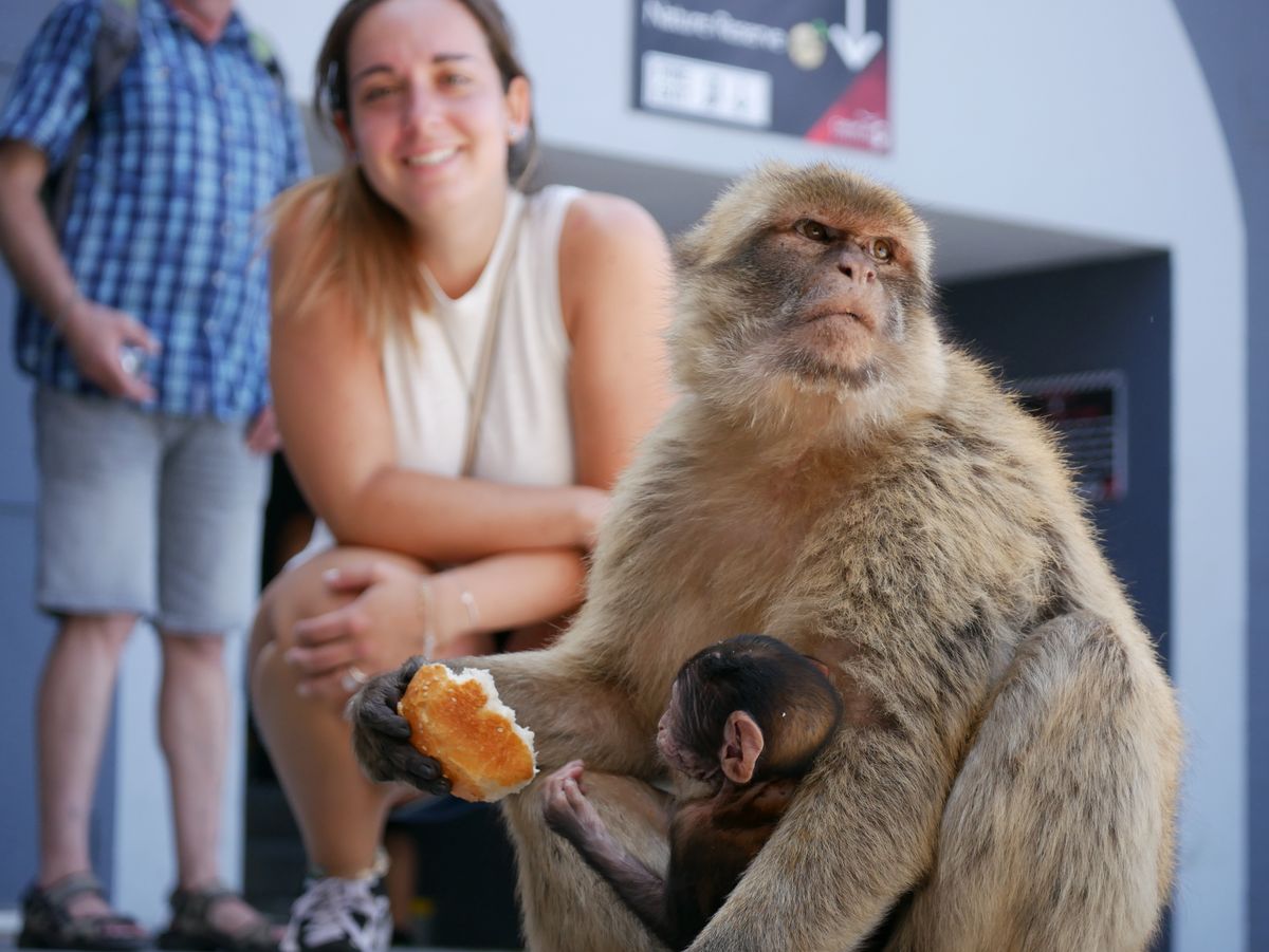 Visiting,Gibraltar,Monkeys,On,Rock.