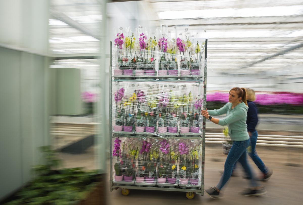 Orchidea üvegház-14