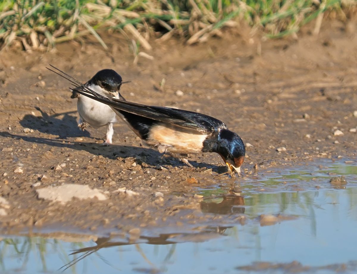 Barn,Swallow,And,Western,House,Martin,Collecting,Clay,And,Mud