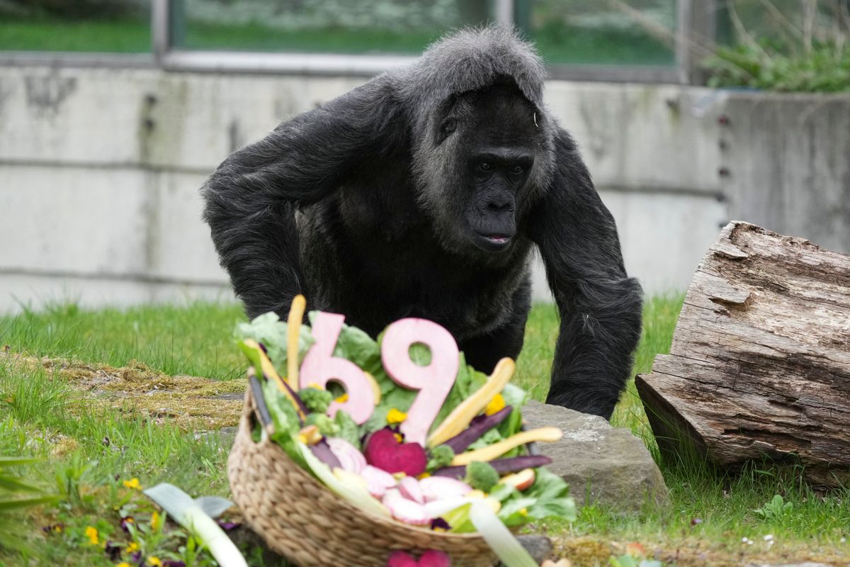 69. Birthday of Fatou the gorilla at Berlin Zoo