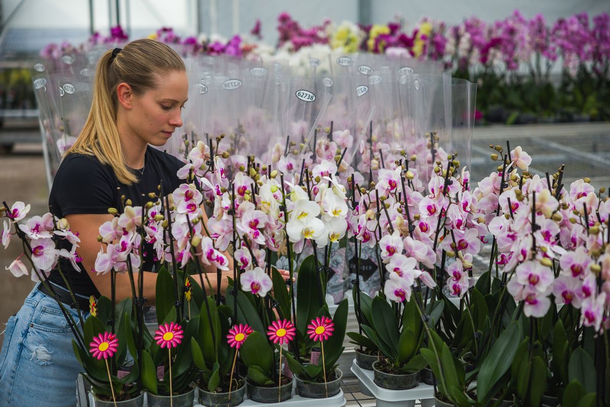 Orchidea üvegház-21