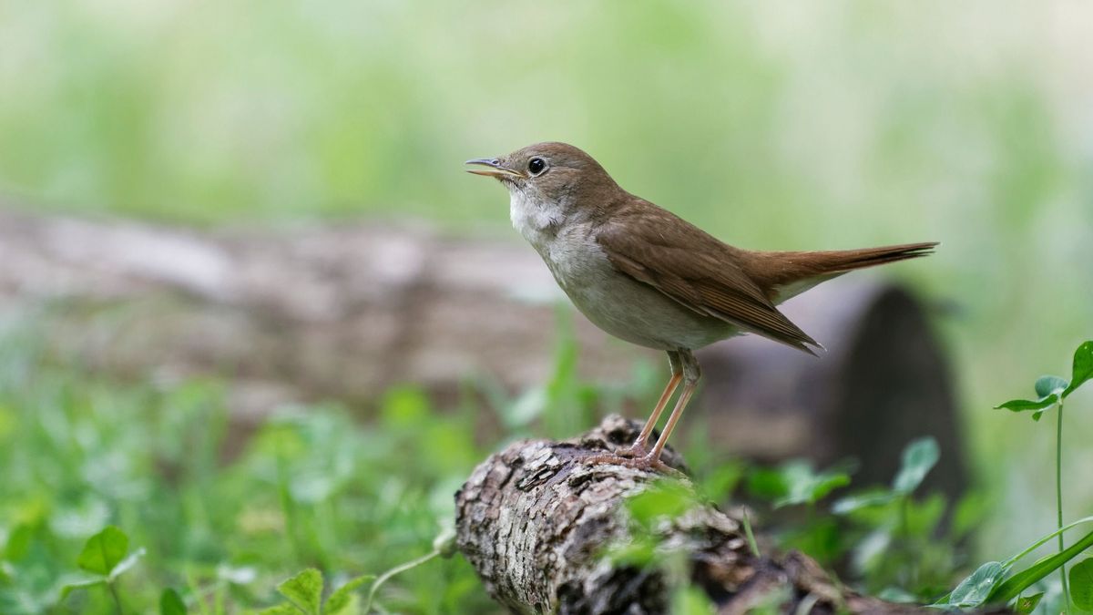 Nightingale singing (Luscinia megarhynchos)