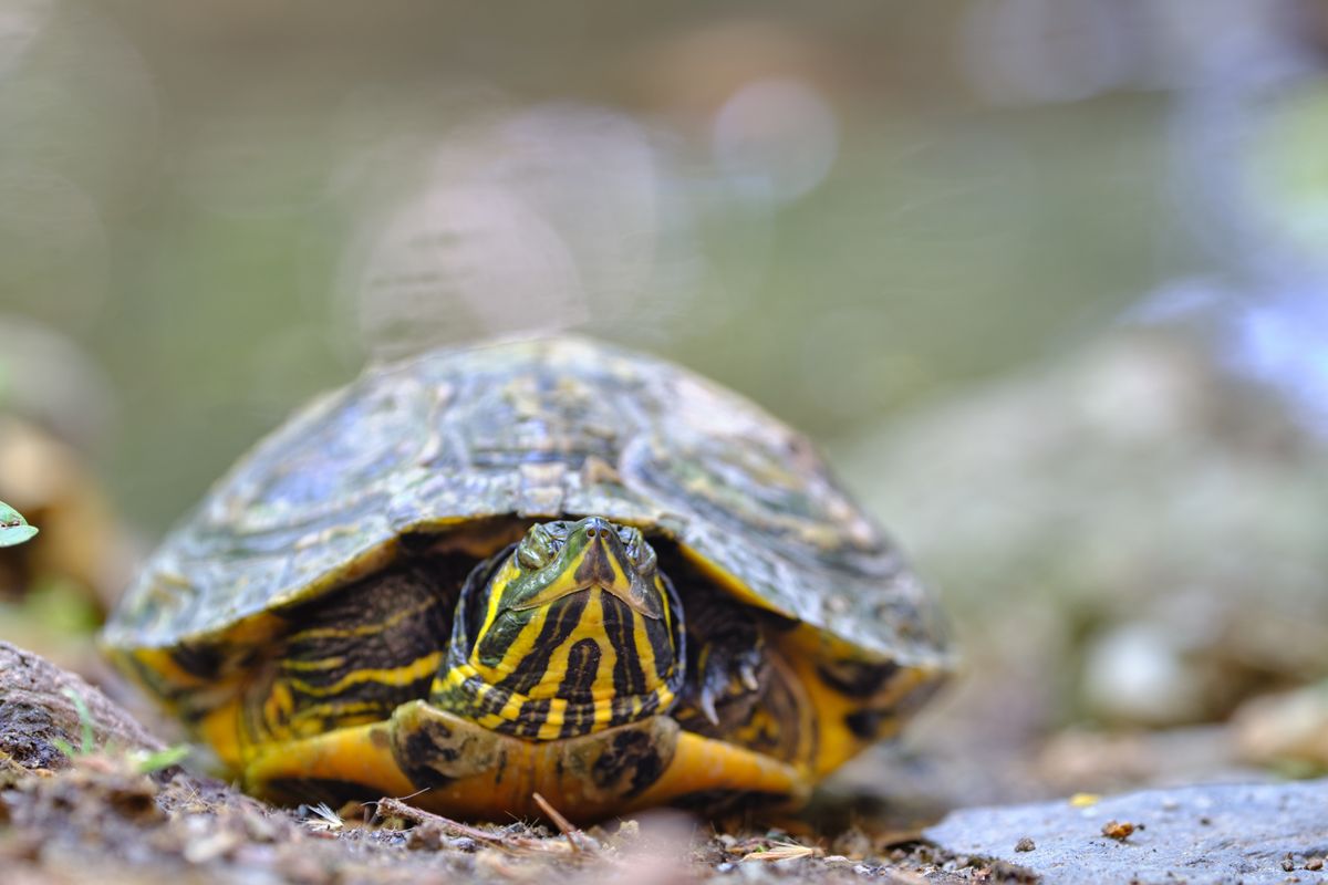 Macro,Picture,Of,Trachemys,Scripta,,American,Marshy,Turtle