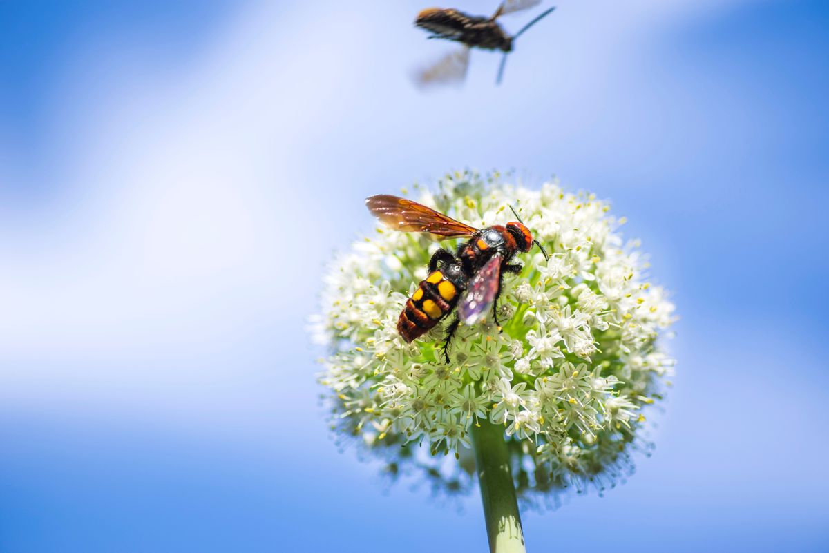 Scola,Lat.,Megascolia,Maculata,Lat.,Scolia,Maculata,Is,A,Species