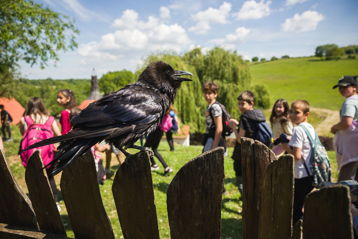 Á a holló-03