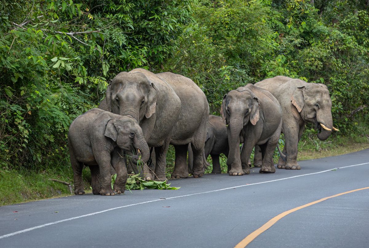 A,Herd,Of,Asian,Elephants,Came,Out,Of,The,Forest