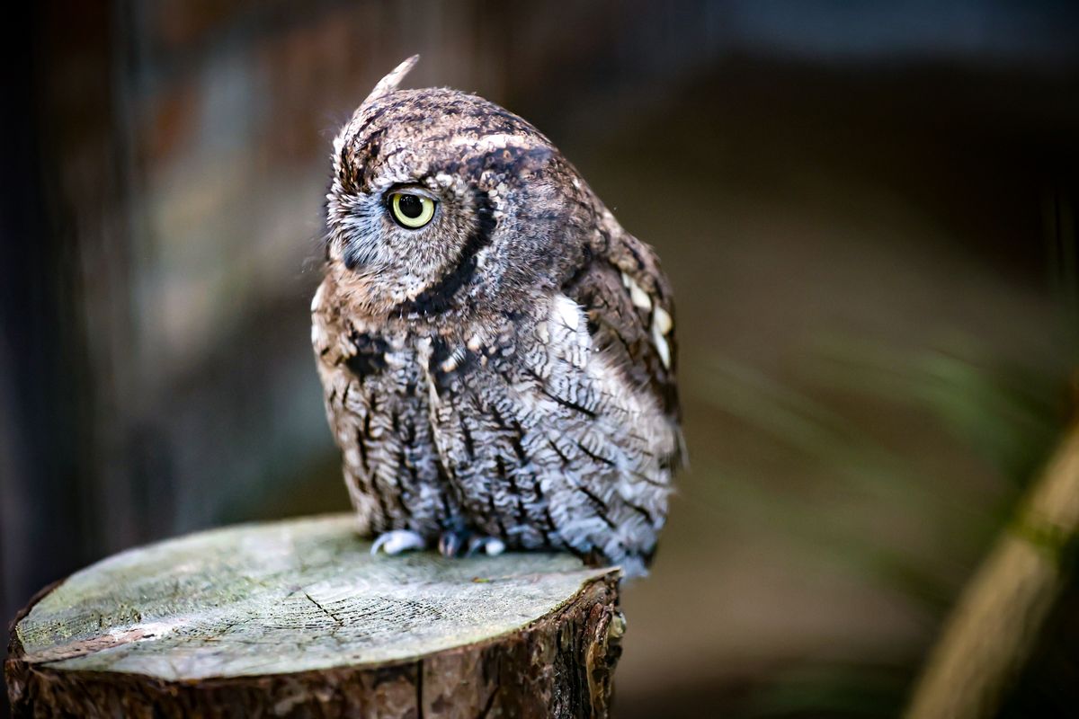 Portrait,Of,A,Beautiful,Eurasian,Scops,Owl,,Otus,Scops