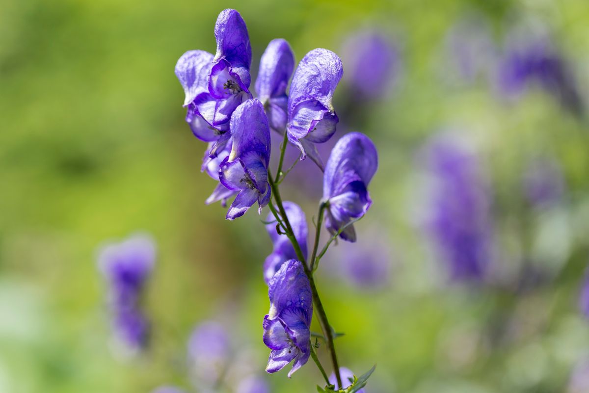 Aconitum,Sp.,In,The,Natural,Environment,Of,The,Carpathian,Mountains.