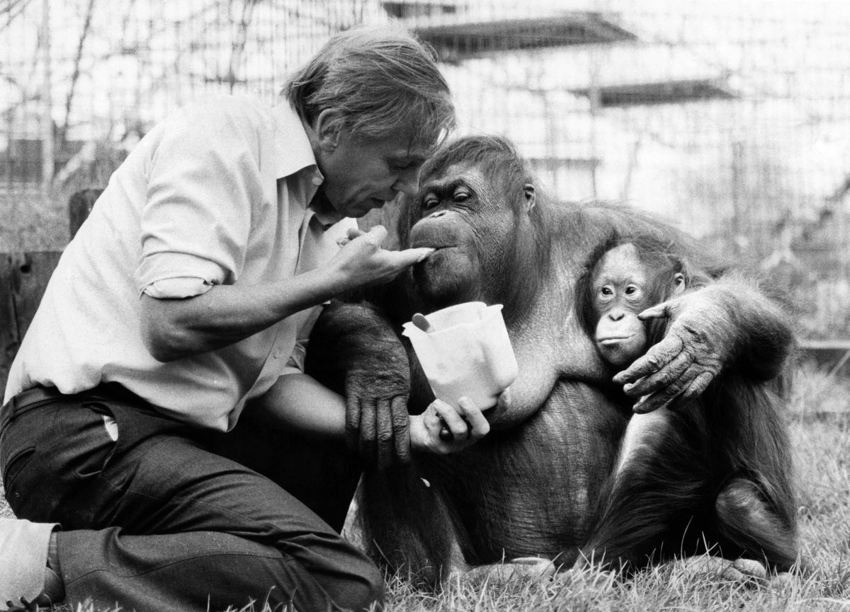 David Attenborough with orangutan and her baby at London Zoo