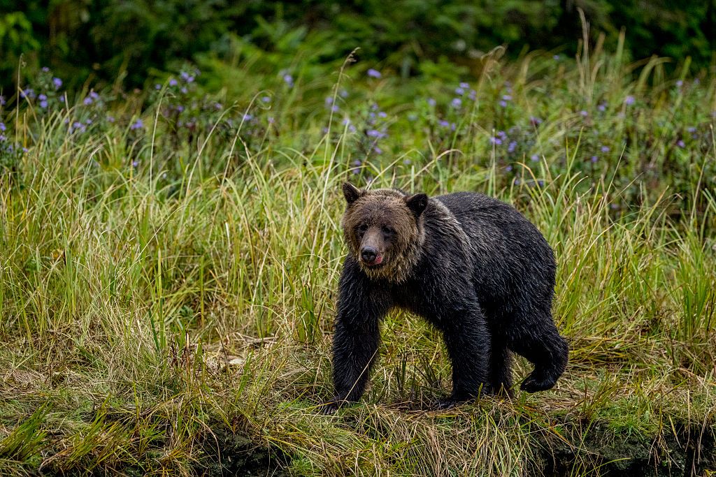 A brown bear (Ursus arctos) is walking on the riverbank (