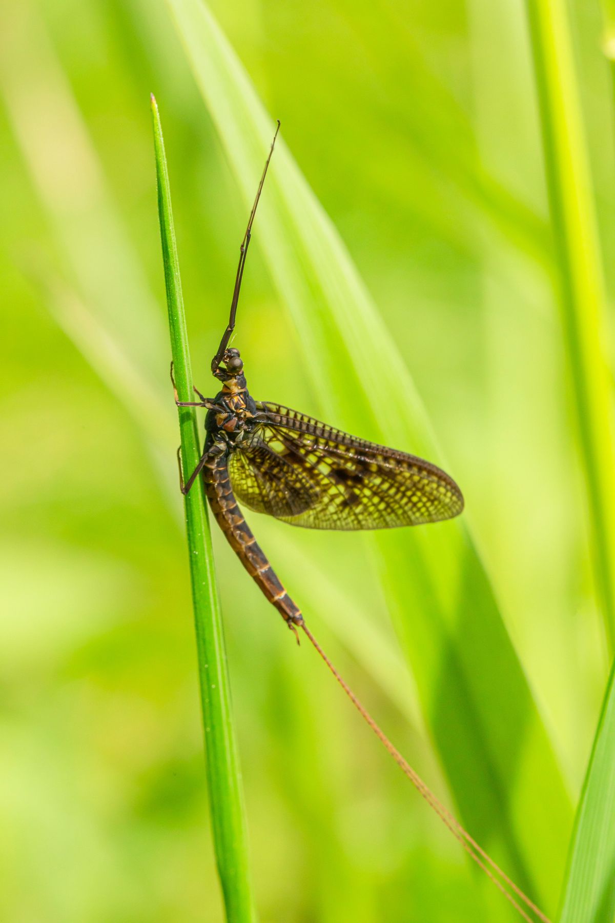 Close-up of insect on plant