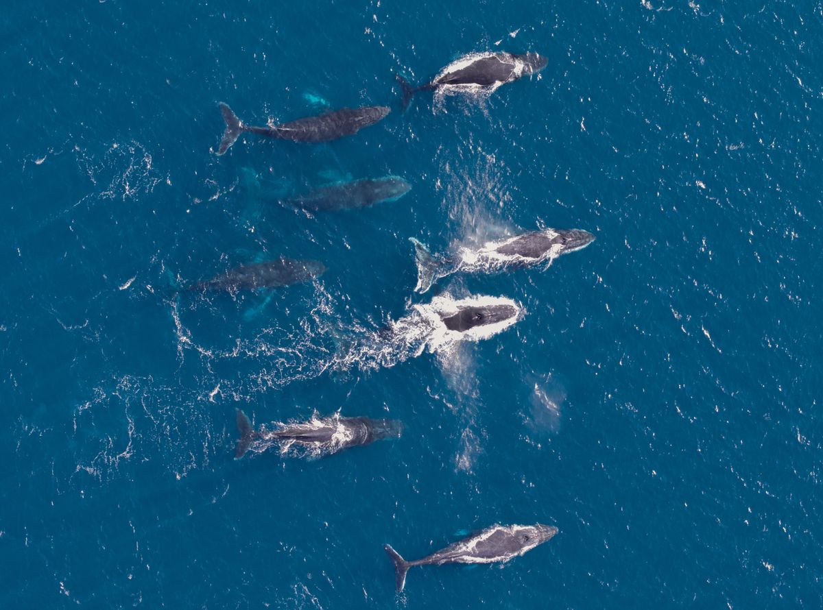 Migrating,Whales,,South,West,Western,Australia
