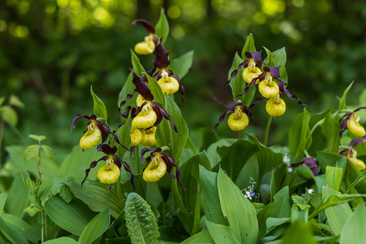 Beautiful,Rare,Flower,Orchid,Slipper,Orchid,-,Cypripedium,Calceolus,In