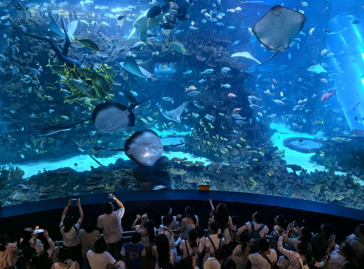 Beijing Aquarium sees summer visitors