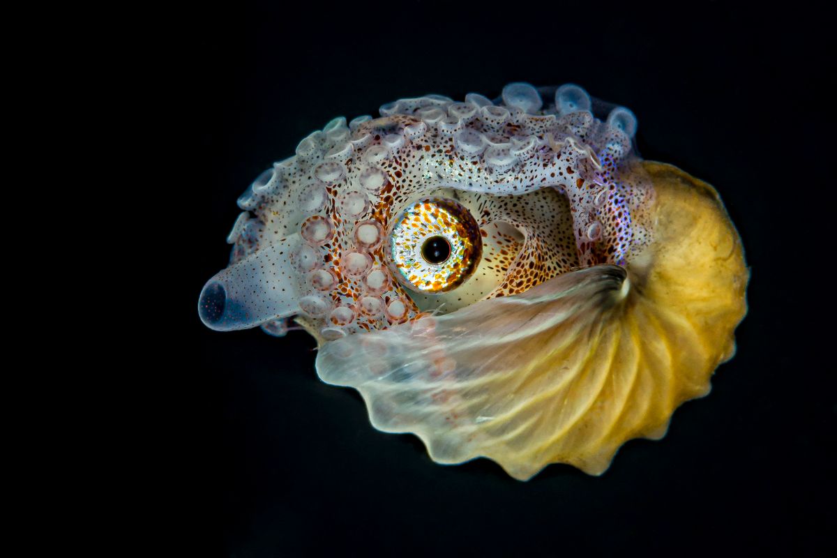 Female paper nautilus (Argonauta spp.), on black background