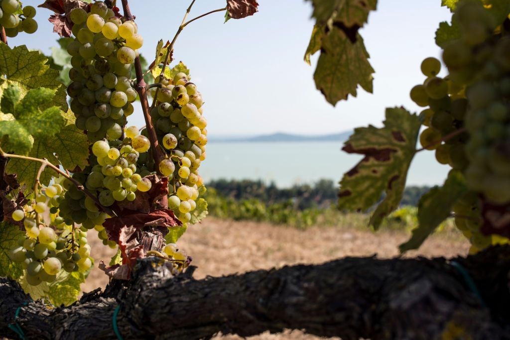 A view of grapes and wine fields on the side of Badacsony's