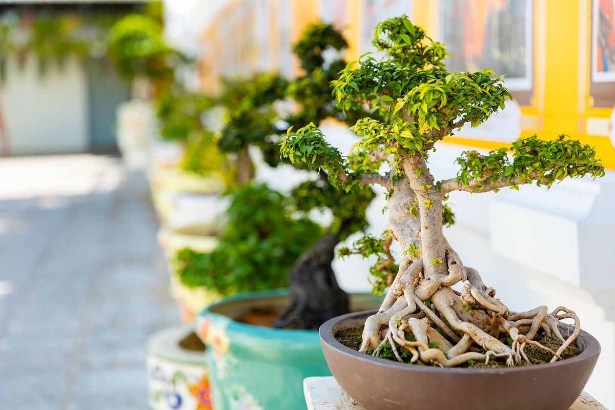 Closeup,Bonsai,Trees,In,Pottery,At,Gardens,In,Bangkok,,Thailand.